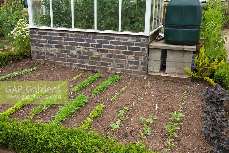 Rangées soignées de légumes dans le jardin potager de Trentham Gardens, Staffordshire