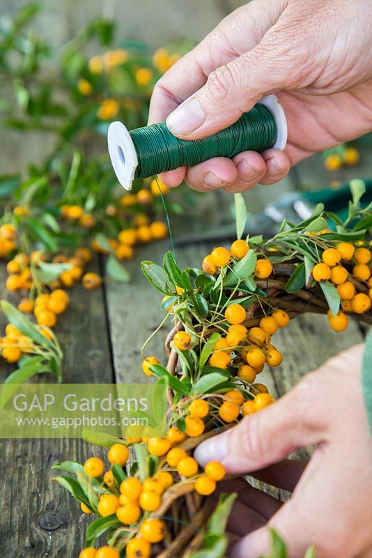 Sécurisation des boutures de pyracantha sur une couronne de ficelle.