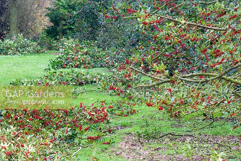 La récolte annuelle de houx. Les branches du houx panaché, Ilex x altaclarensis 'Golden King' sont amincies et entassées au sol avant la boxe.