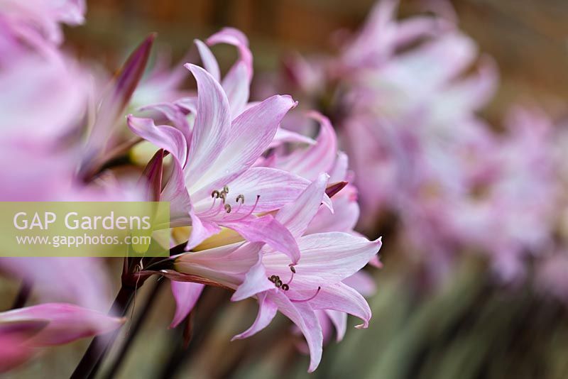 Amarylis belladonna - Jersey lily