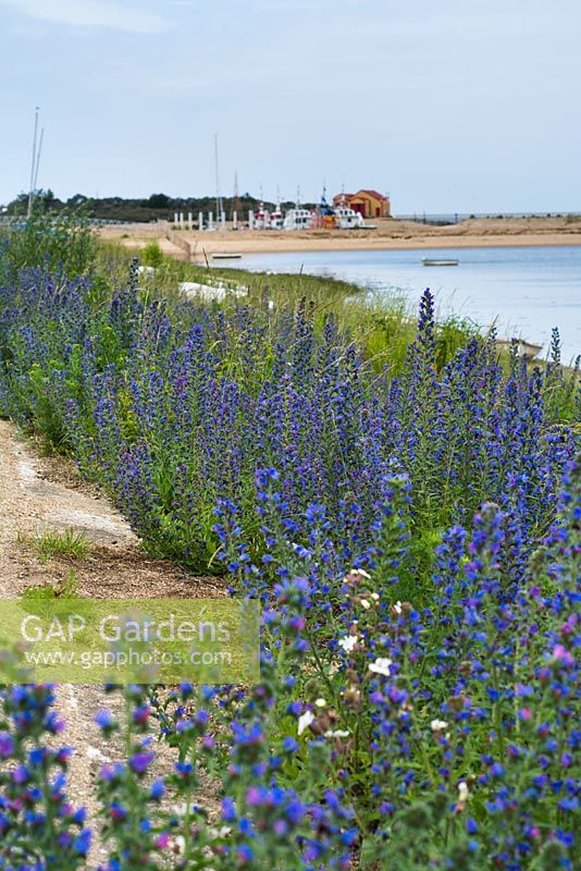 Echium vulgare, bugloss de vipère, établi sur des défenses maritimes en béton, des puits à côté de la mer, Norfolk