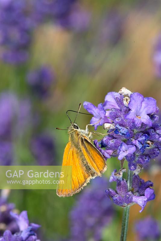Papillon de jardin, petit skipper, Thymelicus sylvestris, se nourrissant de lavande de jardin.