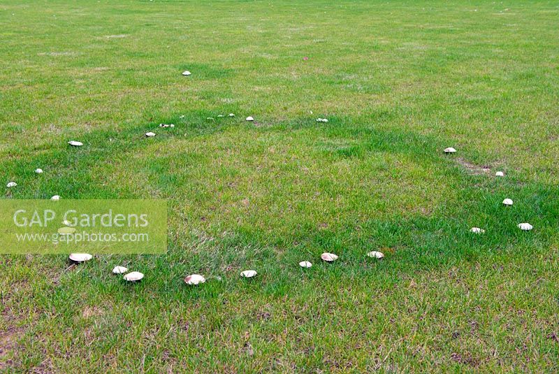 Cercle de fées de champignons inconnus sur une grande pelouse.