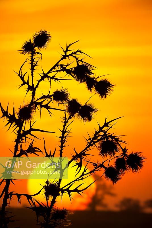 Cirsium vulgare, Spear Thistle feuilles séchées et têtes de semences se découpant contre le coucher du soleil