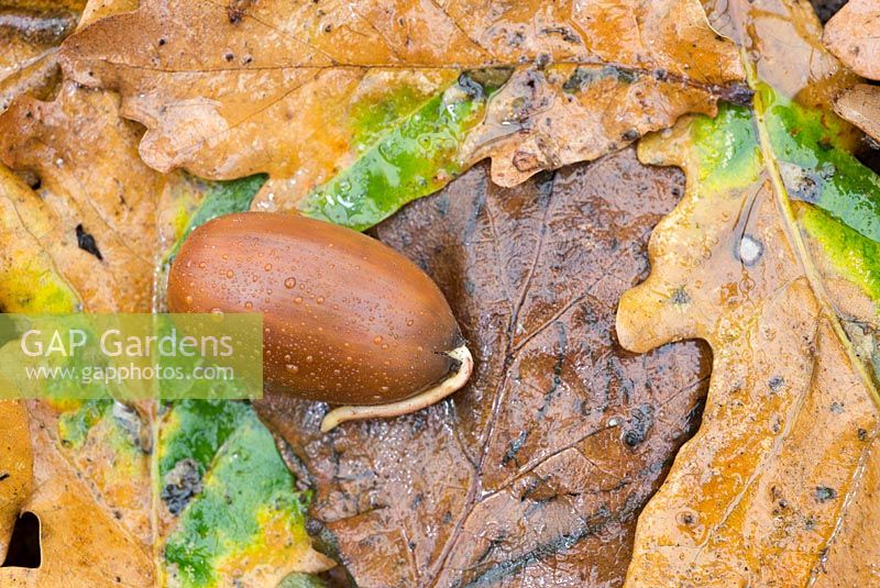 Chêne pédonculé, Quercus robur, gland germent sur un sol boisé