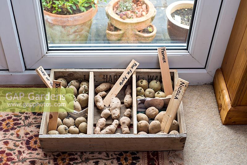 Pommes de terre de semence dans un plateau de coupe par le salon des portes-fenêtres.