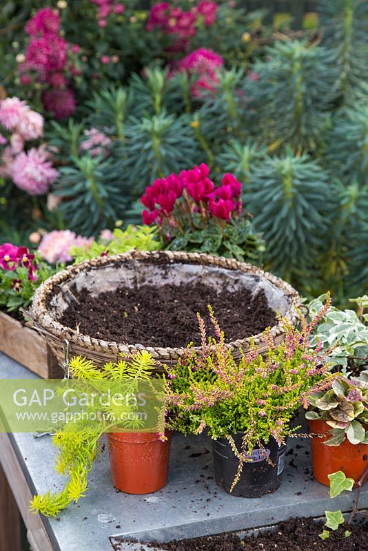 Pots de plantes dont Sedum rupestre 'Angelina', Calluna vulgaris 'Bonita', Origanum vulgare 'Aureum', Ajuga reptans 'Burgundy Glow', Viola 'Red Blotch', Variegated Ivy et Cyclamen persicum prêts à être plantés pour créer un panier suspendu d'hiver