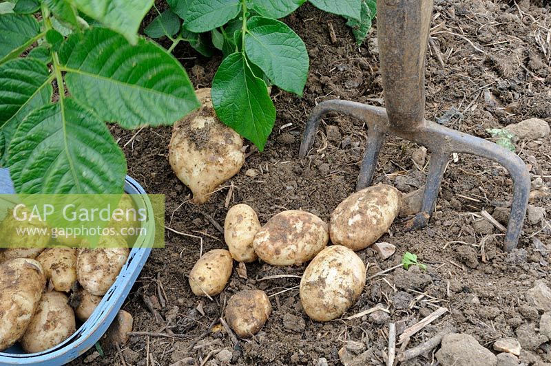 Premières pommes de terre nouvelles au début, 'Arran Pilot', fraîchement creusées, tubercules en bleu trug, UK, mai