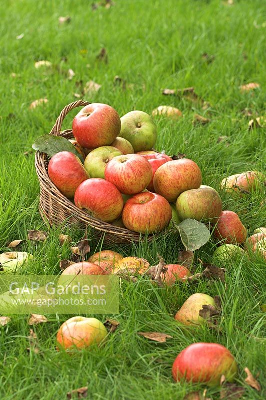 Pommes exceptionnelles dans le panier parmi l'herbe