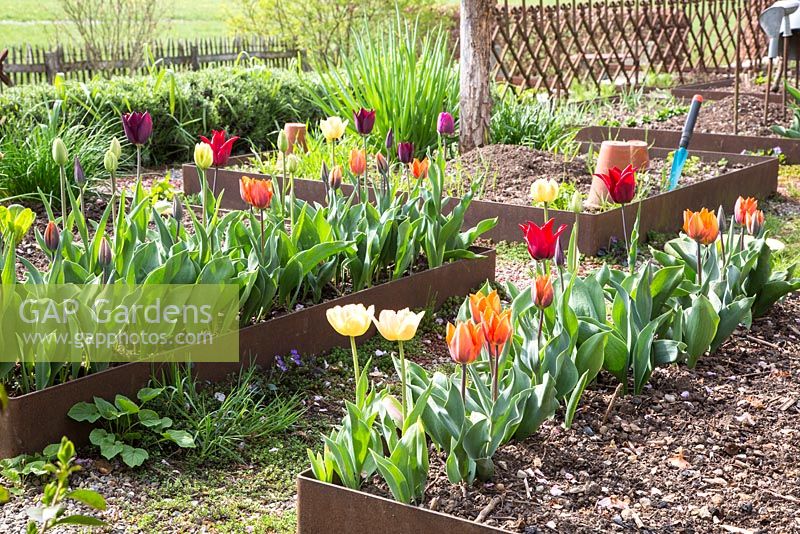 Tulipes dans un jardin de cottage moderne avec des patchs encadrés de corten rassis