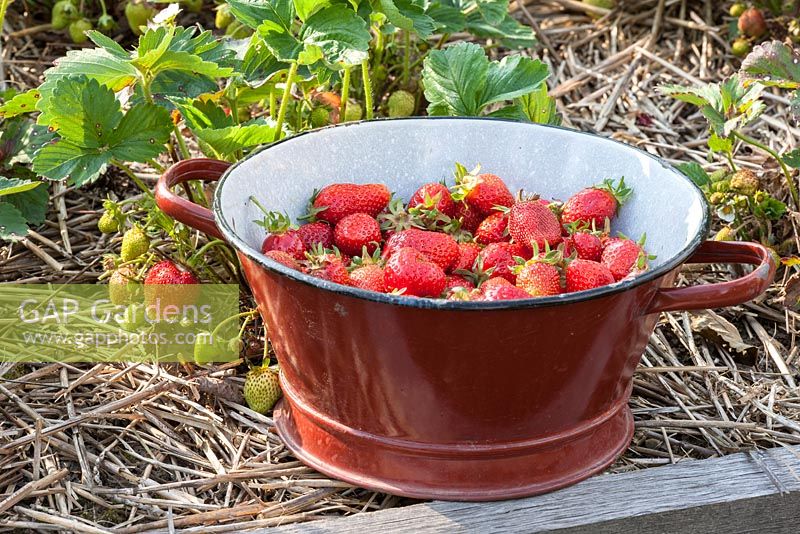 Fraises fraîchement cueillies dans une passoire émaillée à côté de plantes paillées de paille