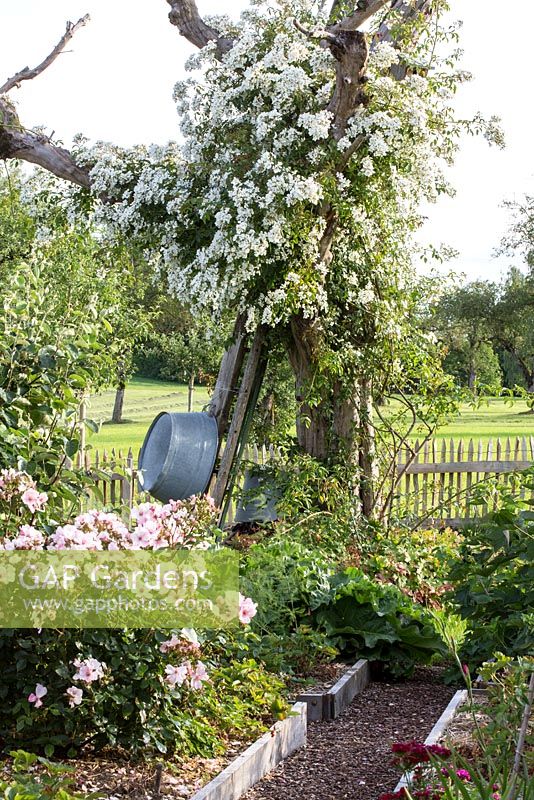 Jardin rural avec des plaques bordées, une palissade aux châtaigniers et des roses grimpant sur un vieil arbre fruitier - Rosa ' Sweet Haze '