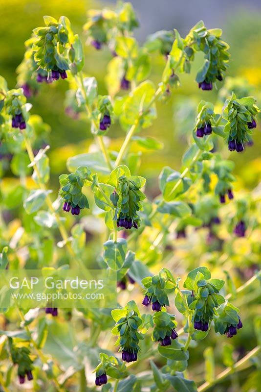 Cerinthe major purpurascens, Honeywort. Plante annuelle résistante au gel. Mai. Feuillage vert argenté à fleurs suspendues violettes.