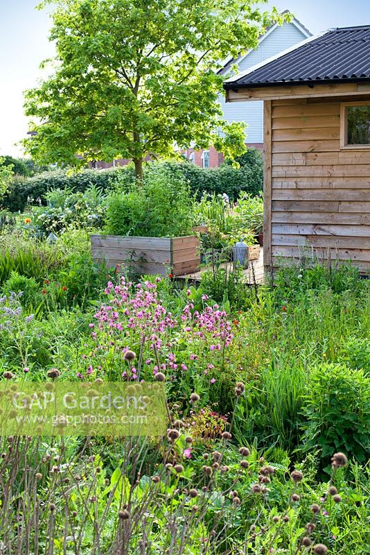Jardin de Gabriel, Norfolk. Mai, printemps. Vue du studio entouré de jardin de coupe et d'herbes dans des parterres de fleurs surélevés.