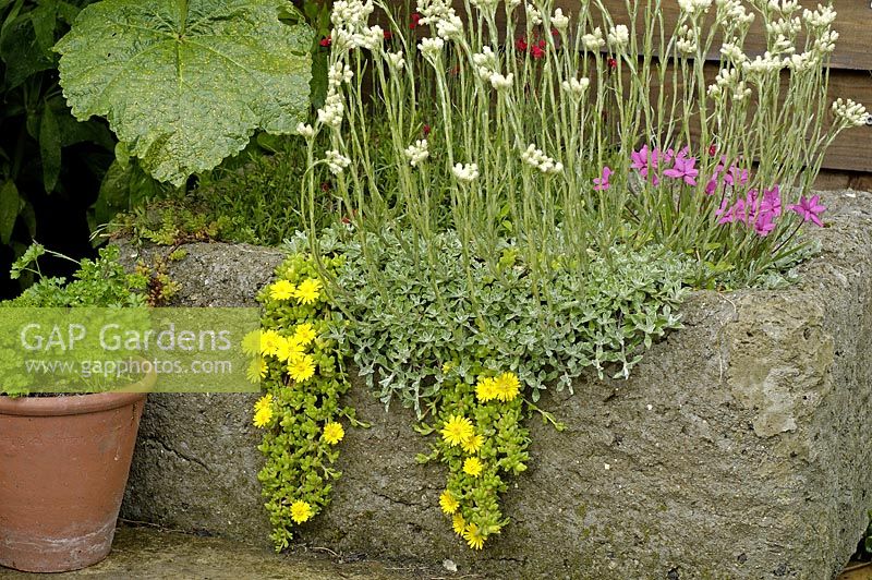 Pot en Hypa tufa planté d'alpins