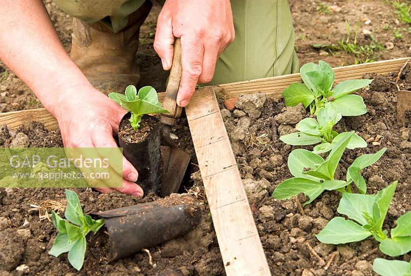 Jardinier plantant des plants de haricots larges dans des pots en fibres biodégradables