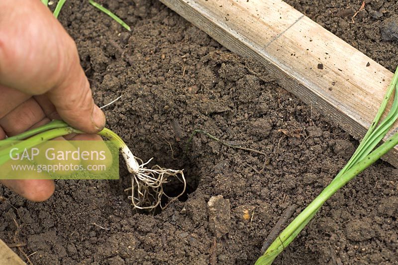 Jardinier plantant des plants de poireaux sains 'Bulgarian Giant', sur attribution