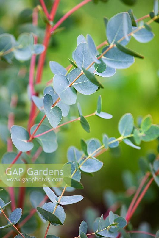 Jeune feuillage d'Eucalyptus gunnii - Gomme à cidre