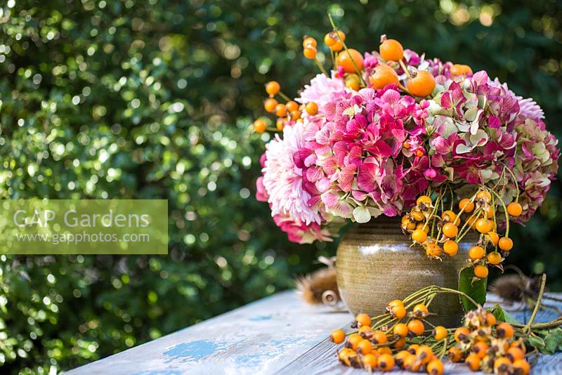 Exposition florale automnale de cynorrhodons de Rosa 'The Generous Gardener' et Rosa polyantha 'Grandiflora '.