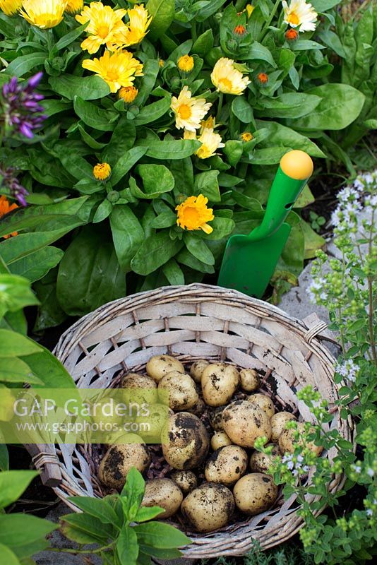 Pommes de terre récoltées dans un panier en osier de petit jardin d'attribution