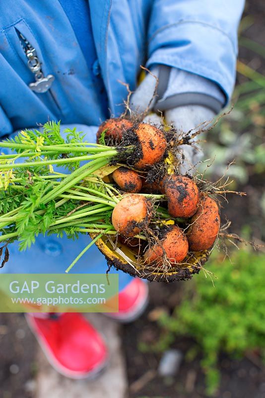 Girl holding Carrot Paris Market 5 Atlas, carottes rondes récoltées dans un petit jardin