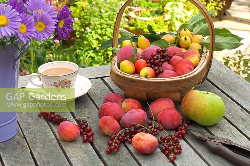 Récolte de fruits d'été avec les prunes Victoria, les groseilles, les pommes sauvages John Downie et les pommes Bramley sur table de jardin avec trug, Norfolk, Royaume-Uni, août