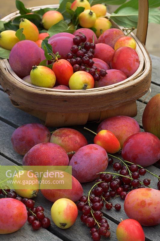 Récolte de fruits d'été avec les prunes Victoria, les groseilles, les pommes sauvages John Downie et les pommes Bramley sur table de jardin avec trug, Norfolk, UK, août