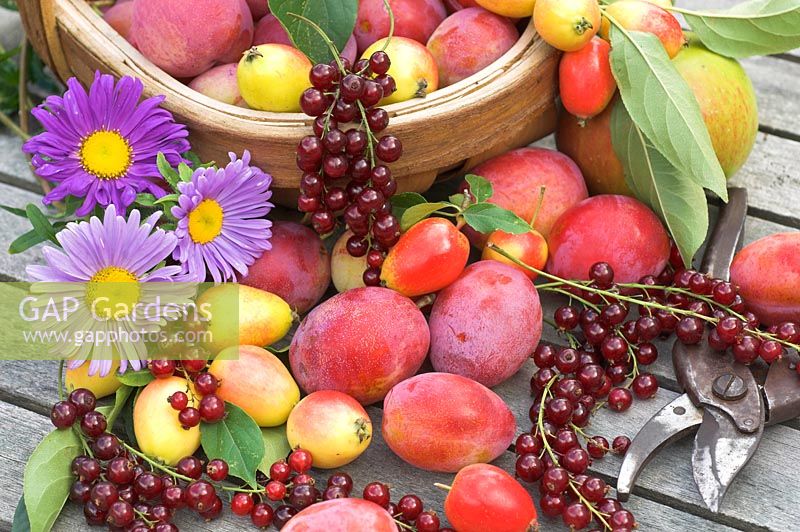 Récolte de fruits d'été avec les prunes Victoria, les groseilles, les pommes sauvages John Downie et les pommes Bramley sur table de jardin avec trug et sécateur, Norfolk, Royaume-Uni, août