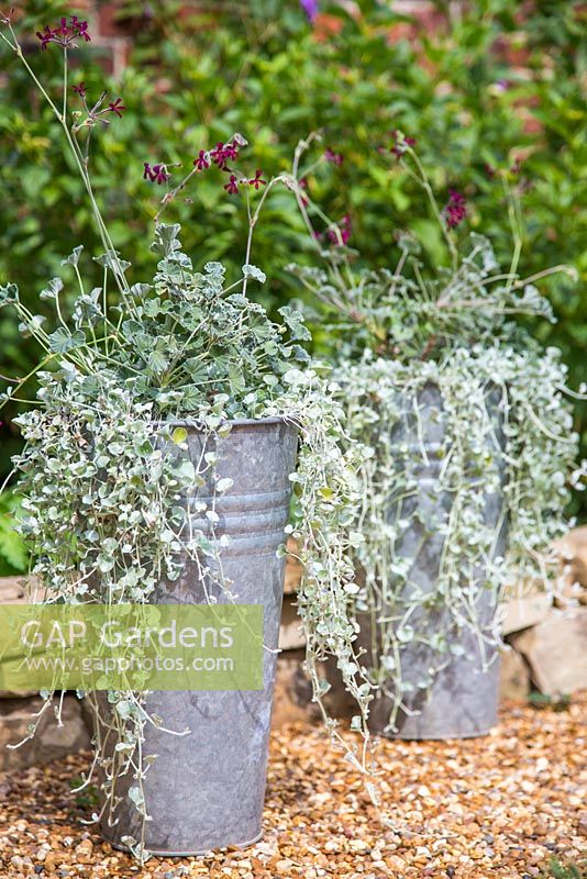 Les plantes comprennent Pelargonium sidoides et Dichondra argentea 'Silver Falls '.