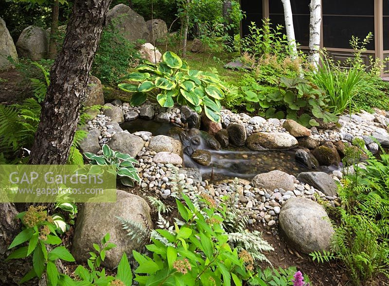 Spiraea bumalda 'Gold Mound' - Arbuste à spirée à côté d'un ruisseau artificiel avec cascade et parterres de fleurs