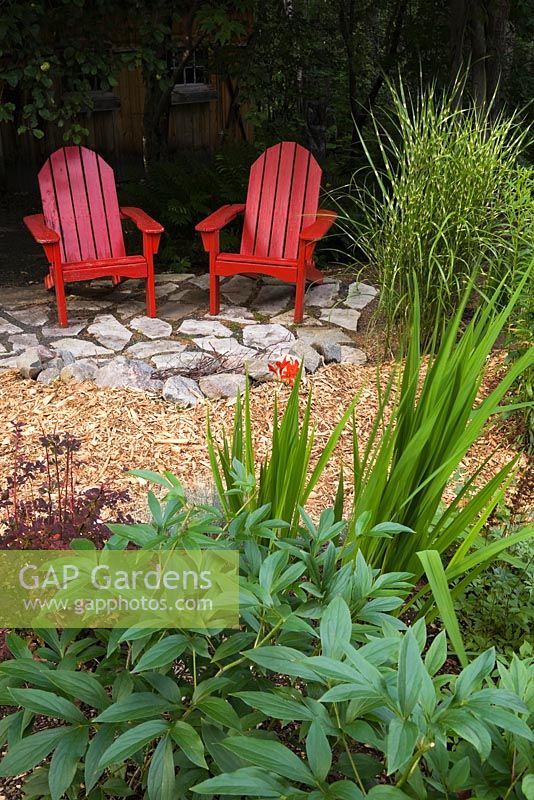 Deux chaises Adirondack en bois rouge sur patio dallé à côté de Miscanthus sinensis 'Strictus', Paeonia lactiflora au premier plan et Berberis thunbergii dans le jardin en été, sous le jardin des pommiers, Canada