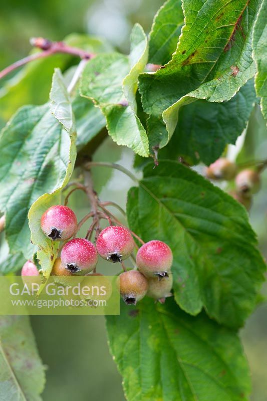 Malus yunnanensis - Pomme sauvage du Yunnan - Septembre