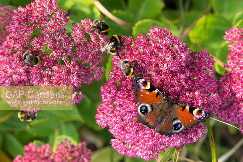 Inachis io - Papillon paon et abeilles sur sedum spectabile automne Joy fleurs - septembre