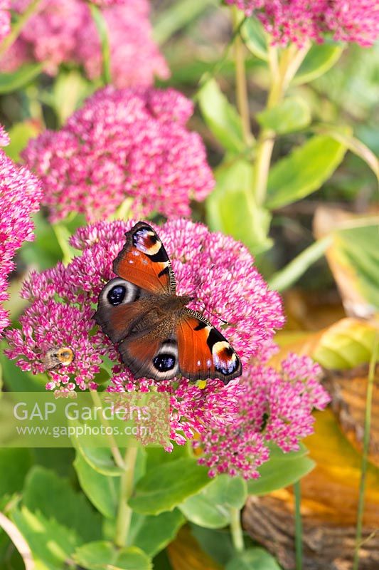Inachis io - Papillon paon sur sedum spectabile automne Joy fleurs - septembre