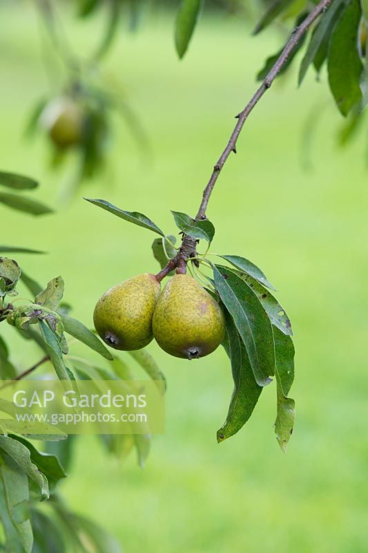 Pyrus 'elaeagnifolia kotschyana' - Fruit du poirier argenté pleureur - Septembre