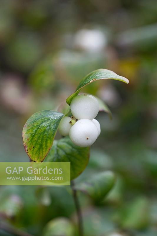 Symphoricarpos albus - Snowberry commun - Septembre