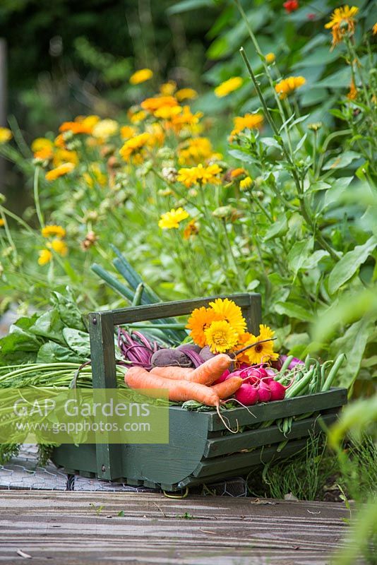 Trug de carottes récoltées, radis, betteraves, haricots verts, calendula et oignons de printemps