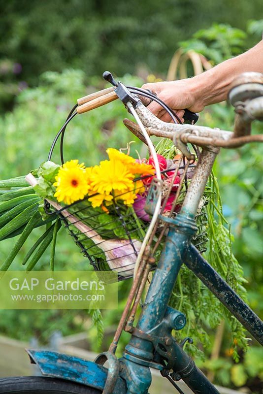 Panier de vélo avec une récolte de Calendula, Radis et Oignons de printemps