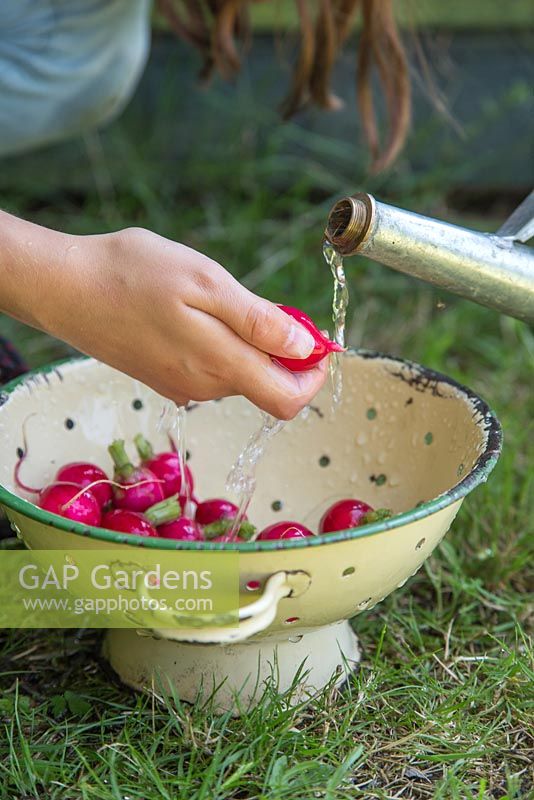 Jeune fille nettoyant les radis récoltés dans une parcelle avec un arrosoir