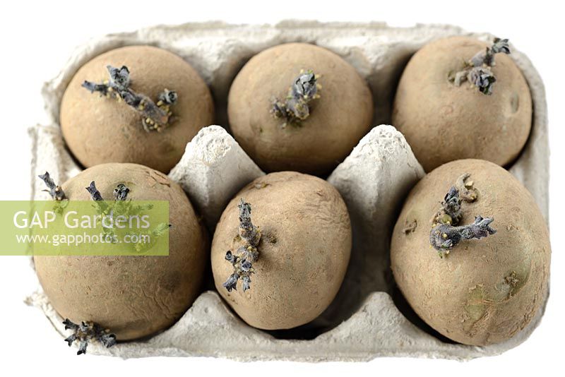 Solanum tuberosum 'Rocket', pomme de terre de semence. Nouvelles pousses de pommes de terre après avoir haché dans une boîte à œufs pendant plusieurs semaines