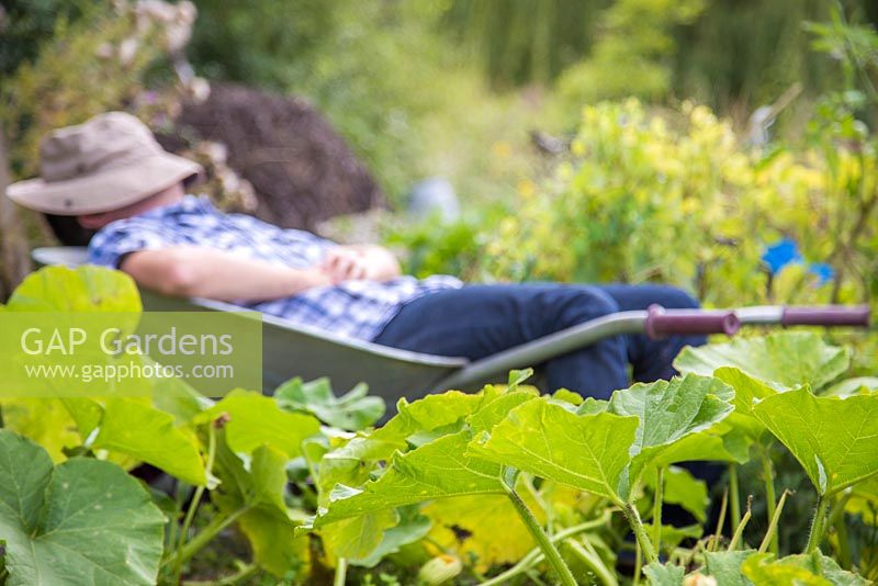 Homme endormi dans une brouette dans un lotissement, se concentrer sur le feuillage des citrouilles