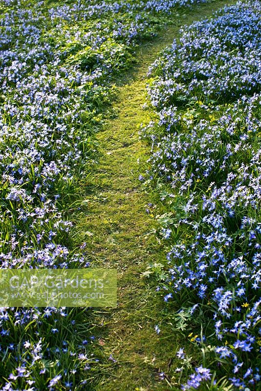 Chionodoxa forbesii - Gloire des neiges et Gagea lutea, chemin menant à travers un tapis de fleurs printanières bleues
