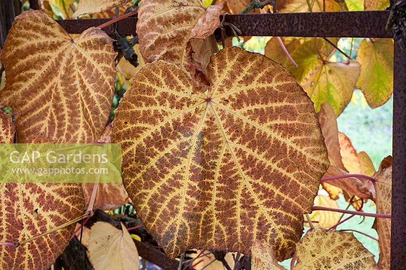 Feuille de Vitis vinifera - automne