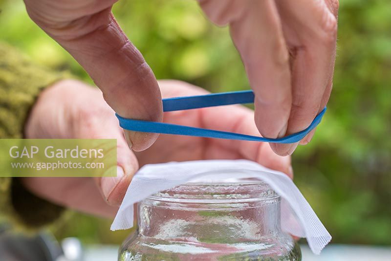 Fixez le tissu en maille autour du bord du bocal en verre à l'aide d'un élastique.