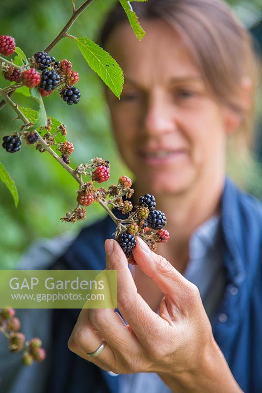 Femme butinant Rubus fruticosus - Blackberry