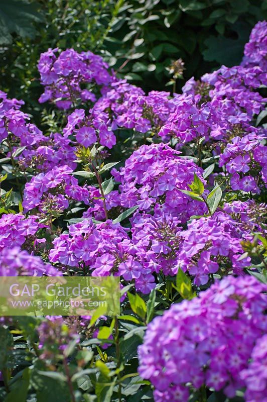 Phlox paniculata 'Skylight' - août