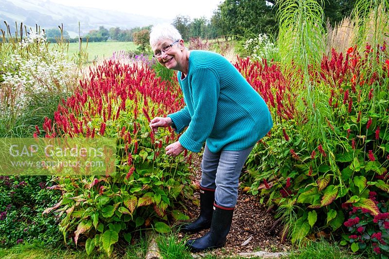 Pamela Harris dans son jardin. Persicaria - JS Caliente fleurs avec plantation de style prairie sur un matin d'automne brumeux