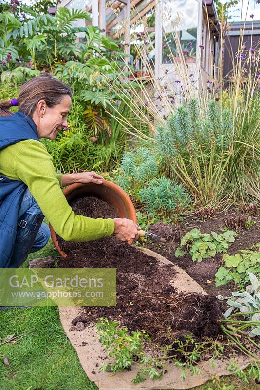 Réutilisation du compost en pot usé comme paillis pour un parterre de jardin
