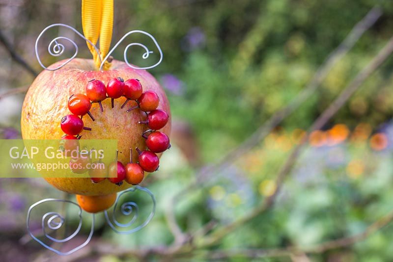 Une mangeoire pour oiseaux faite avec une pomme et ilex aquifolium - baies de houx, suspendu à un arbre nu sur ruban jaune
