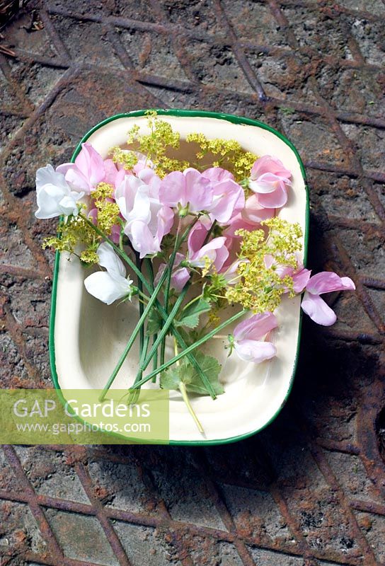 Fleurs de jardin coupantes - pois de senteur et alchemilla mollis dans une boîte émaillée vintage.